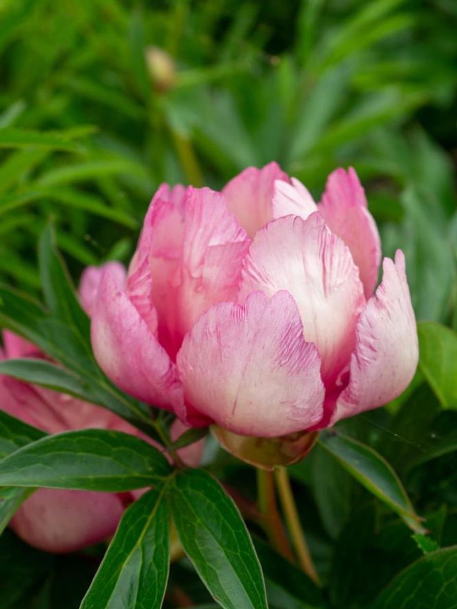 Paeonia Itoh Pink Double Dandy  