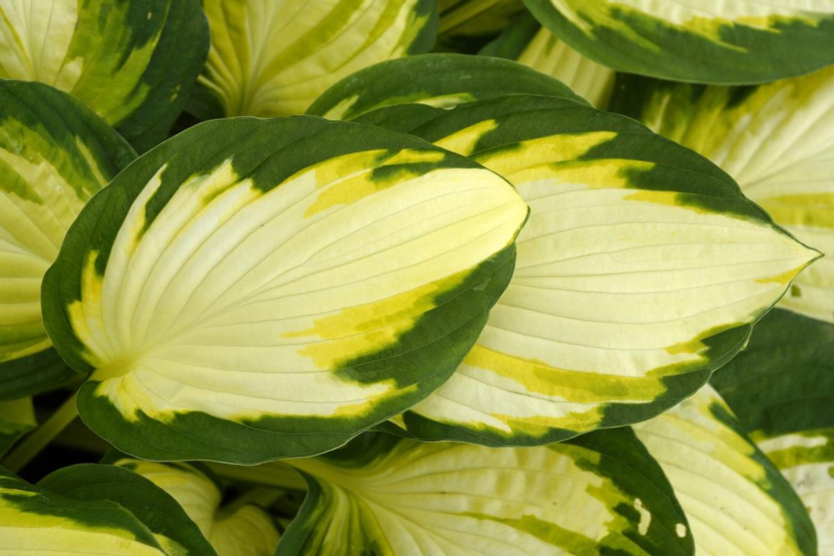 Hosta Color Festival 1 stykk