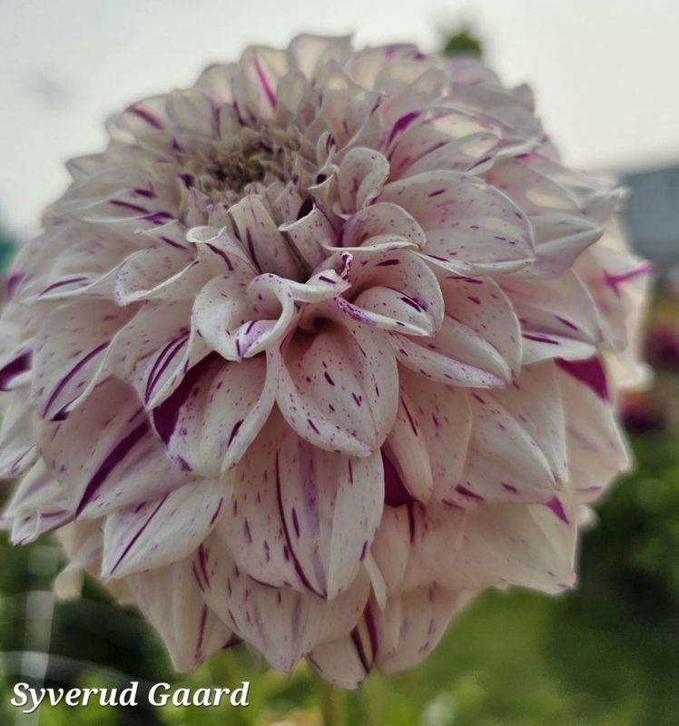 Dahlia Danceline