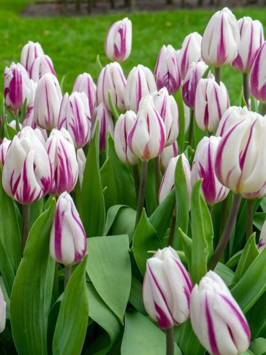 Tulipan Flaming Prince 5 stykk 