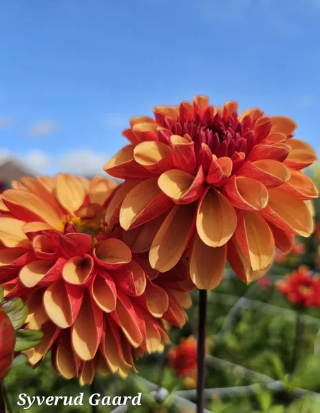Hovedbilde Dahlia American Sunset