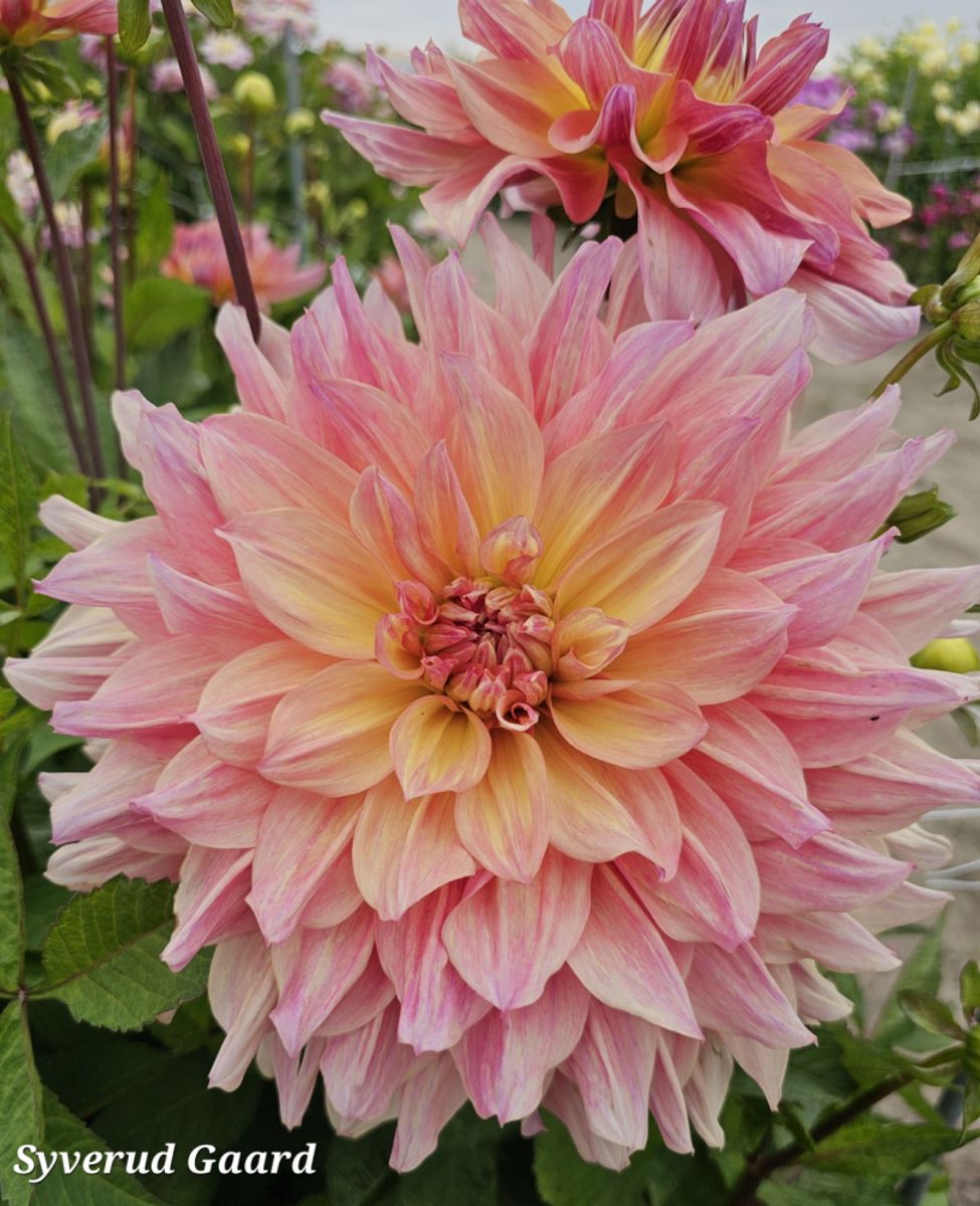 Dahlia Pasadoble Dancer Nyhet 2026