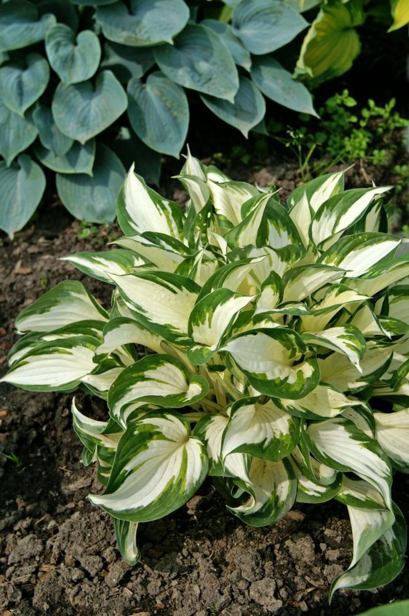 Hosta Fire and Ice1 stykk 