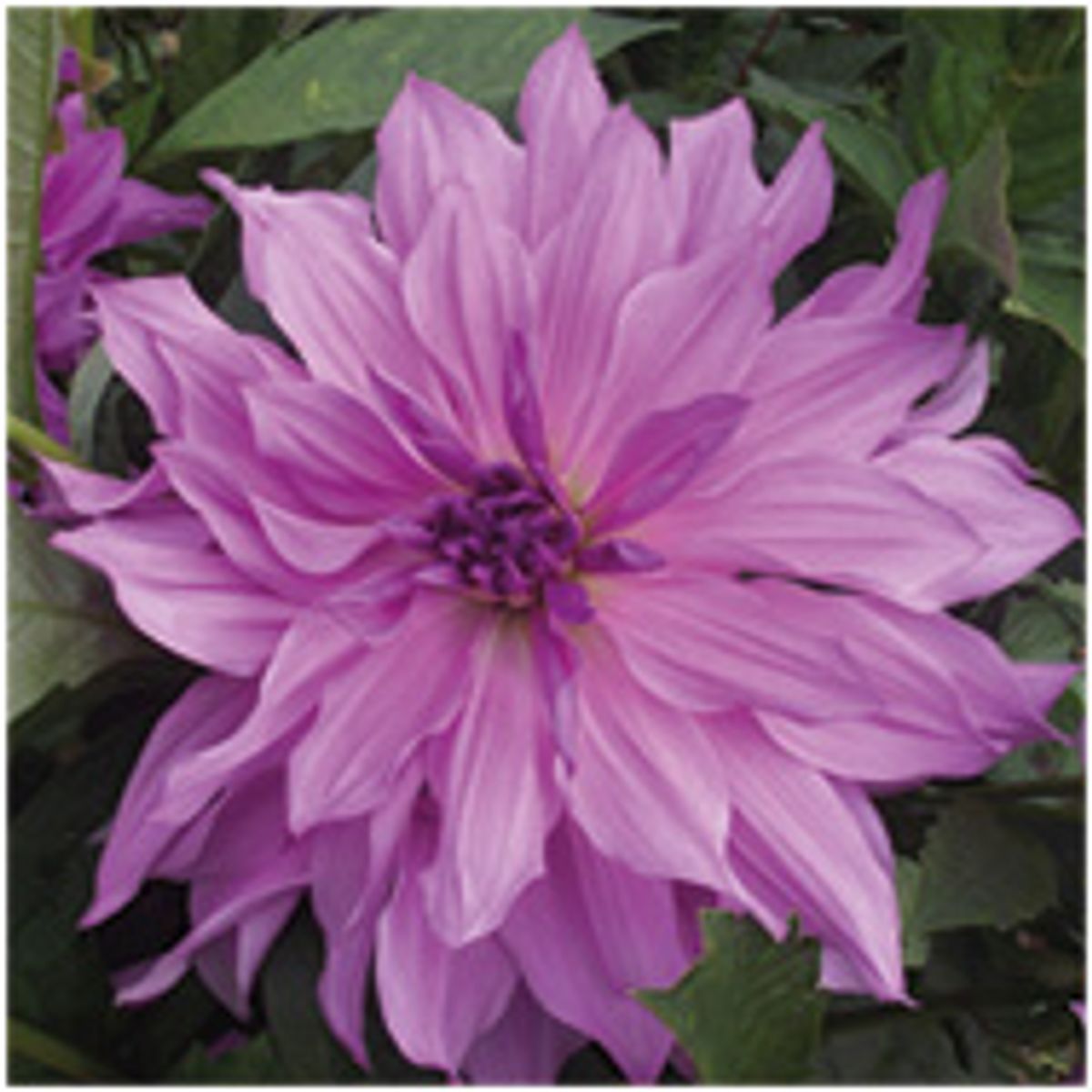 Dahlia Lavender Ruffles Nyhet 2026