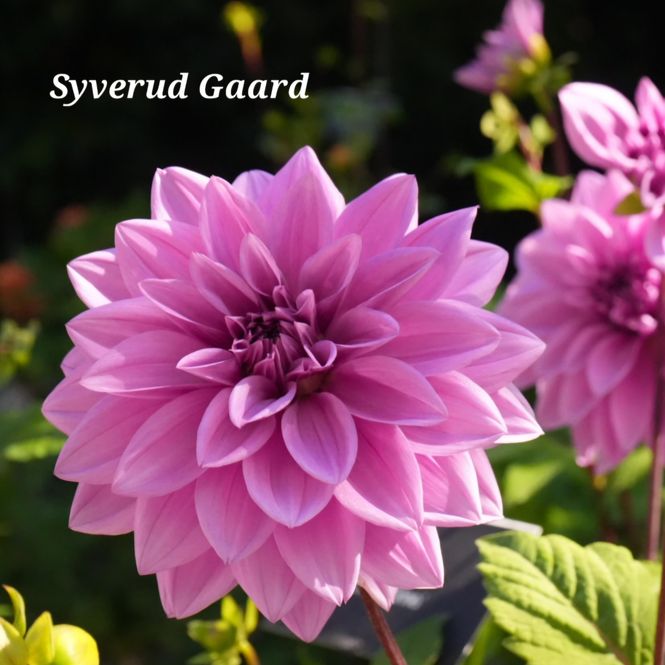 Hovedbilde Dahlia Lilac Time 