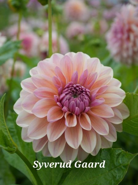 Hovedbilde Dahlia Sturm Sweet Maria 