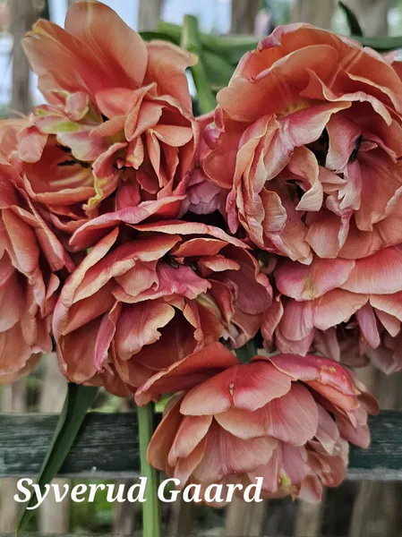 Hovedbilde Tulipan Copper Image 10 stykk 