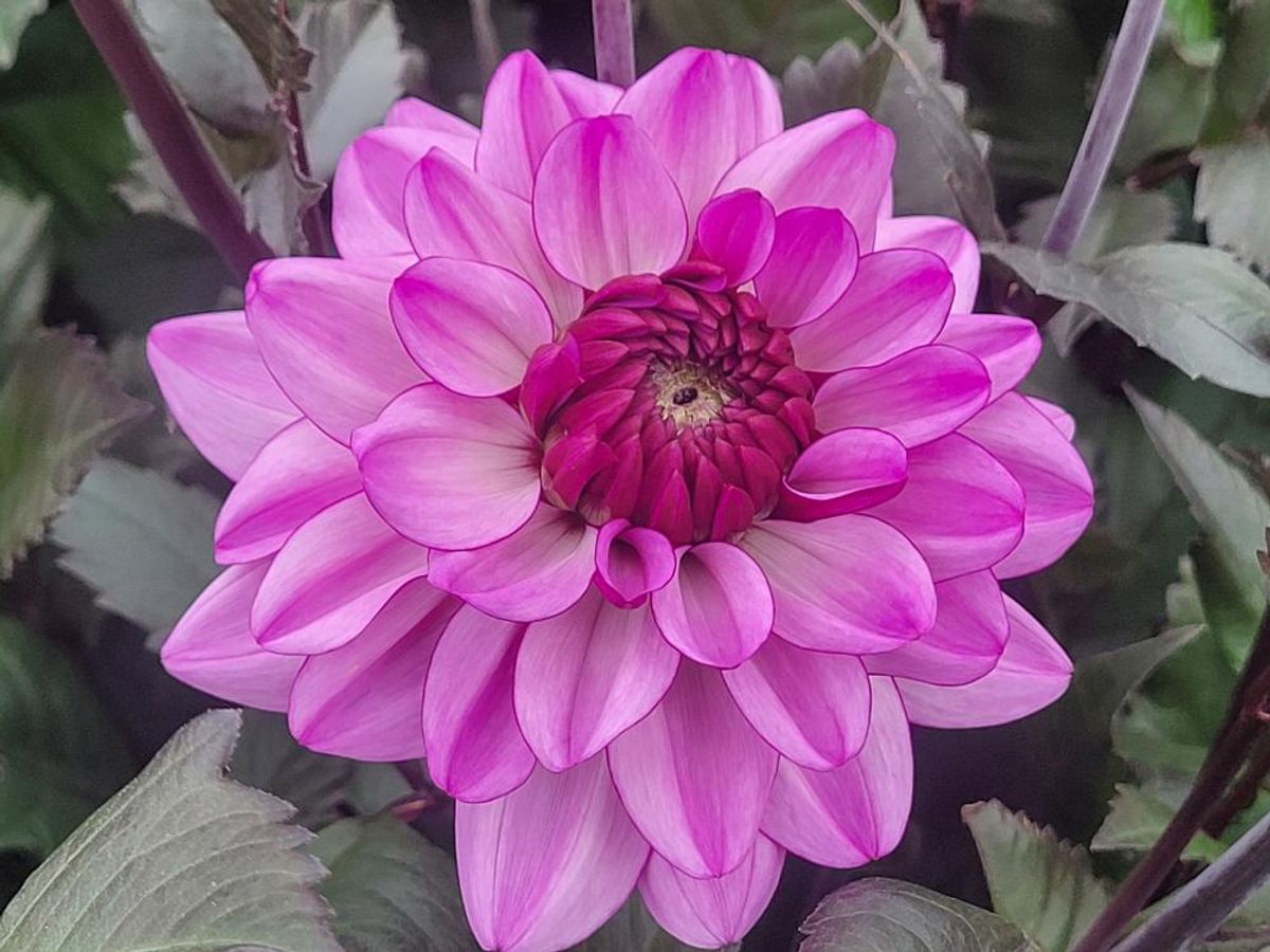 Dahlia Dark Crystal Nyhet 2026