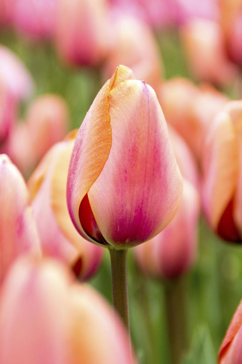 Tulipan Apricot Impression 7 stykk 