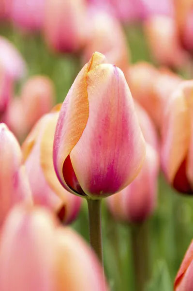 Hovedbilde Tulipan Apricot Impression 10 stykk 
