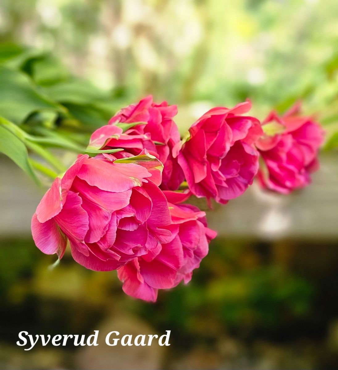 Tulipan Glamour Girl 10 stykk 