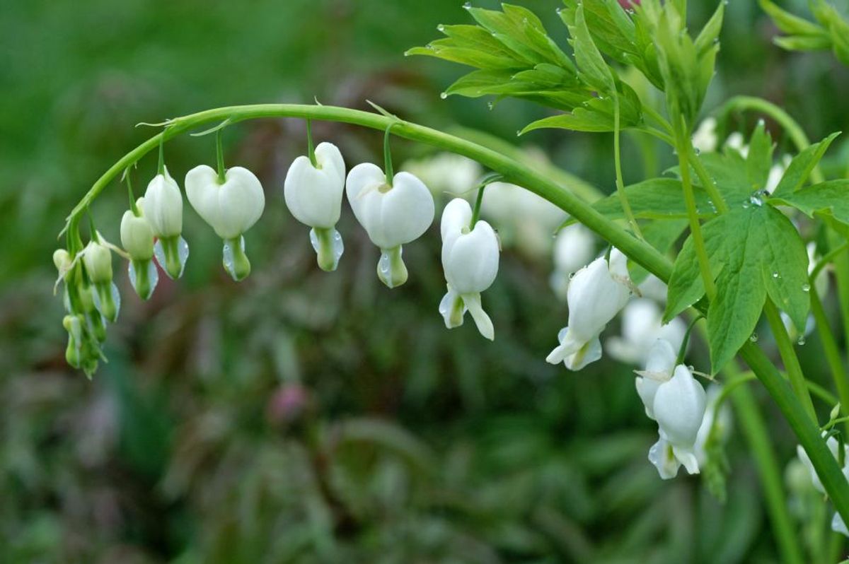 Dicentra Spectabile Alba 1 stykk