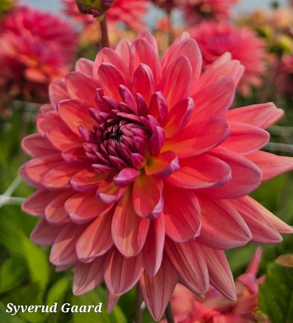 Hovedbilde Dahlia Dutch Pearl 