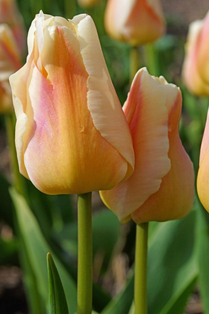 Tulipan Apricot Pride 10 stykk 