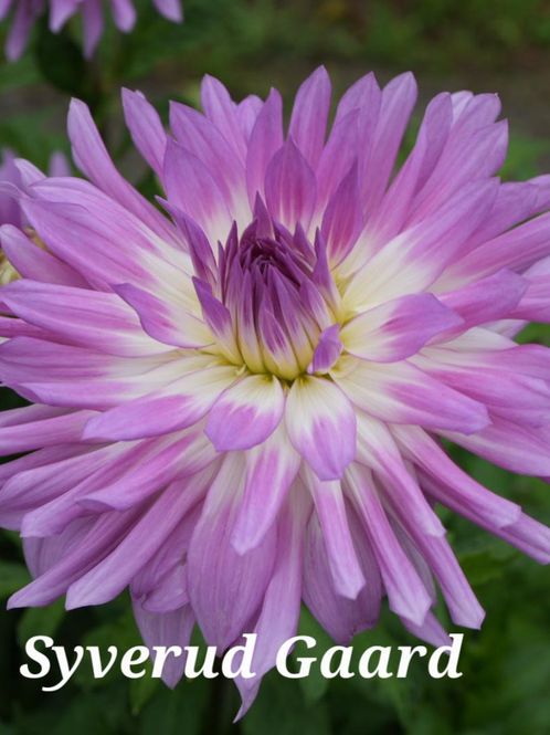 Hovedbilde Dahlia Mingus Randy Nyhet 2027