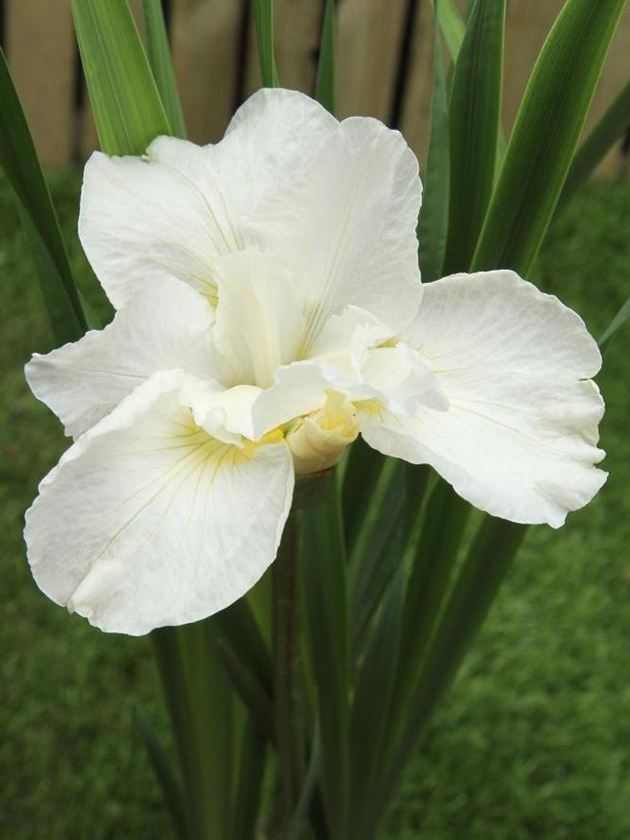 Iris Sibirica Swans in Flight 1stykk 