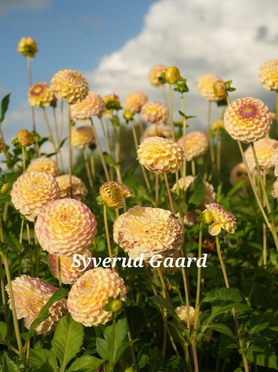 Dahlia Hapet Compo Nyhet 2026