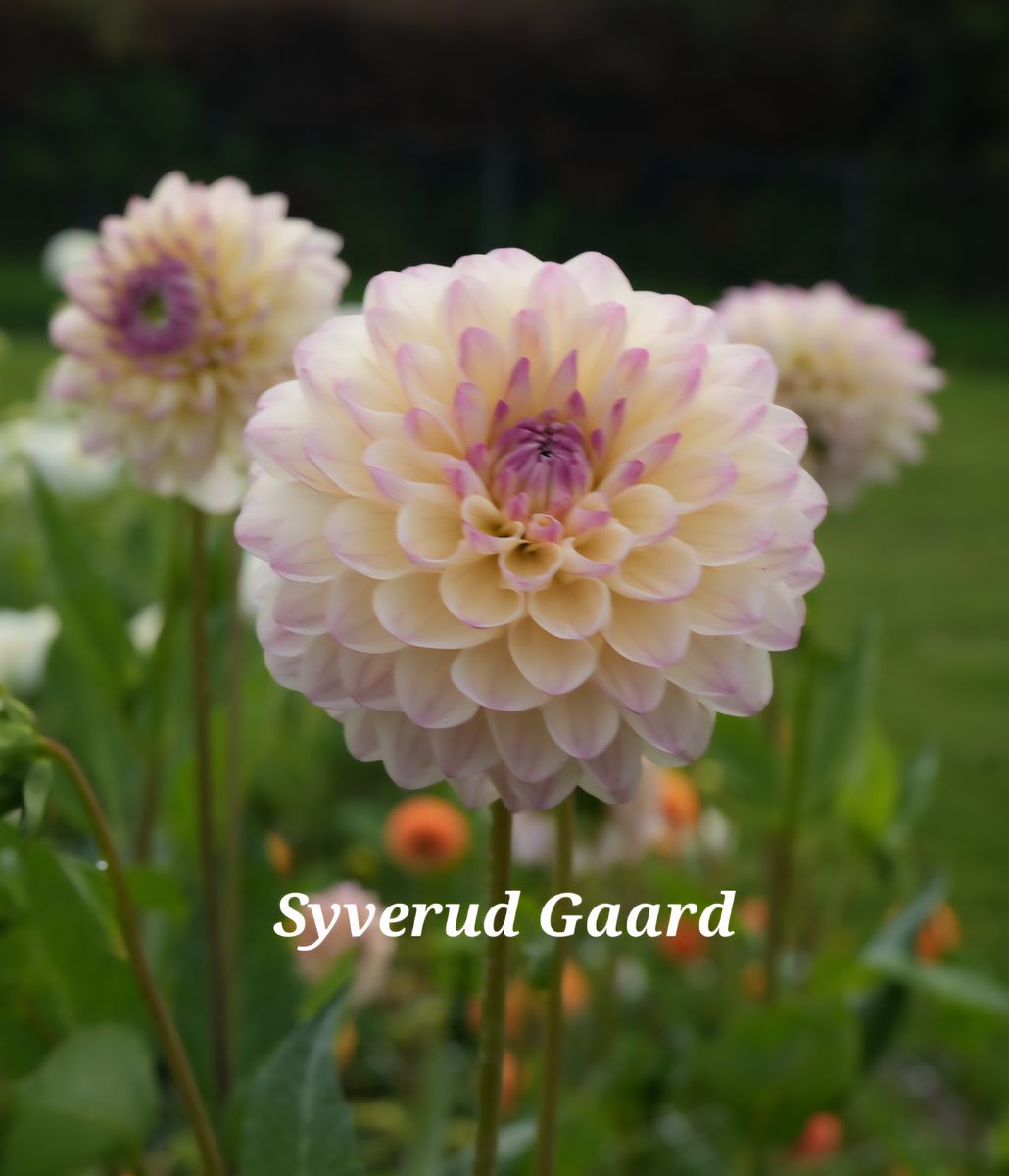 Dahlia Sturm Kika Nyhet 2025