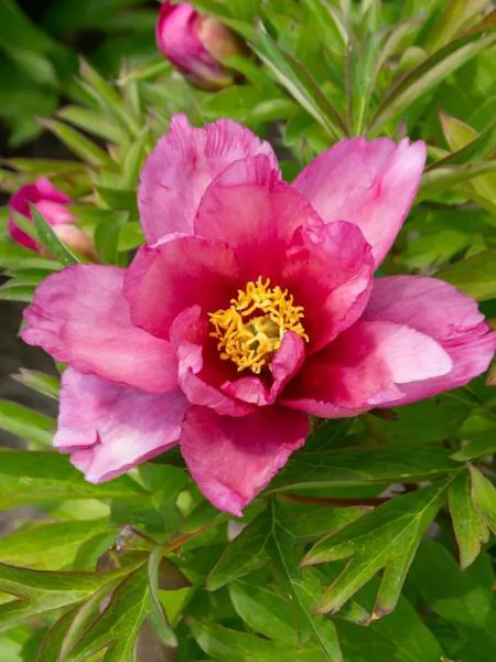 Hovedbilde Paeonia Itoh Pink Double Dandy  