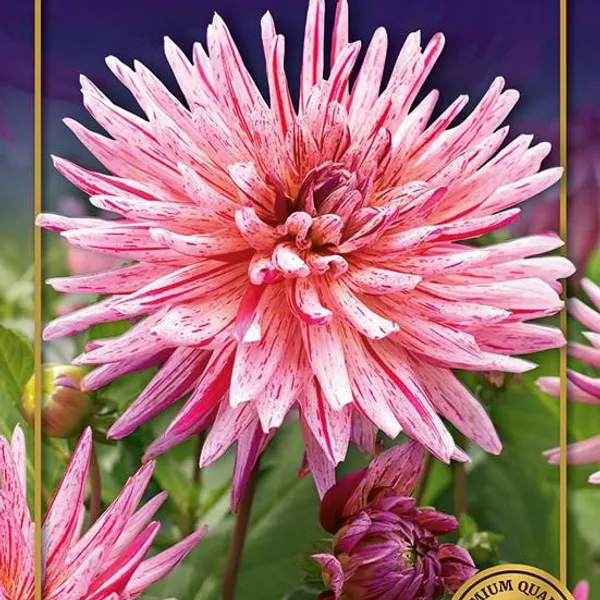 Hovedbilde Dahlia Alain Mimoun