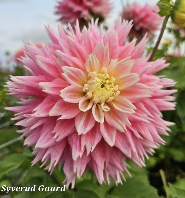Hovedbilde Dahlia Just Married