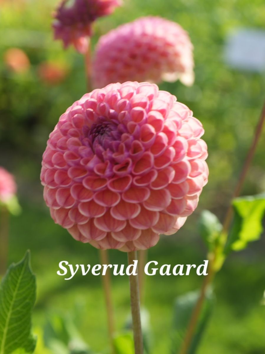Dahlia Ghislaine/Cornel Antique Nyhet 2026