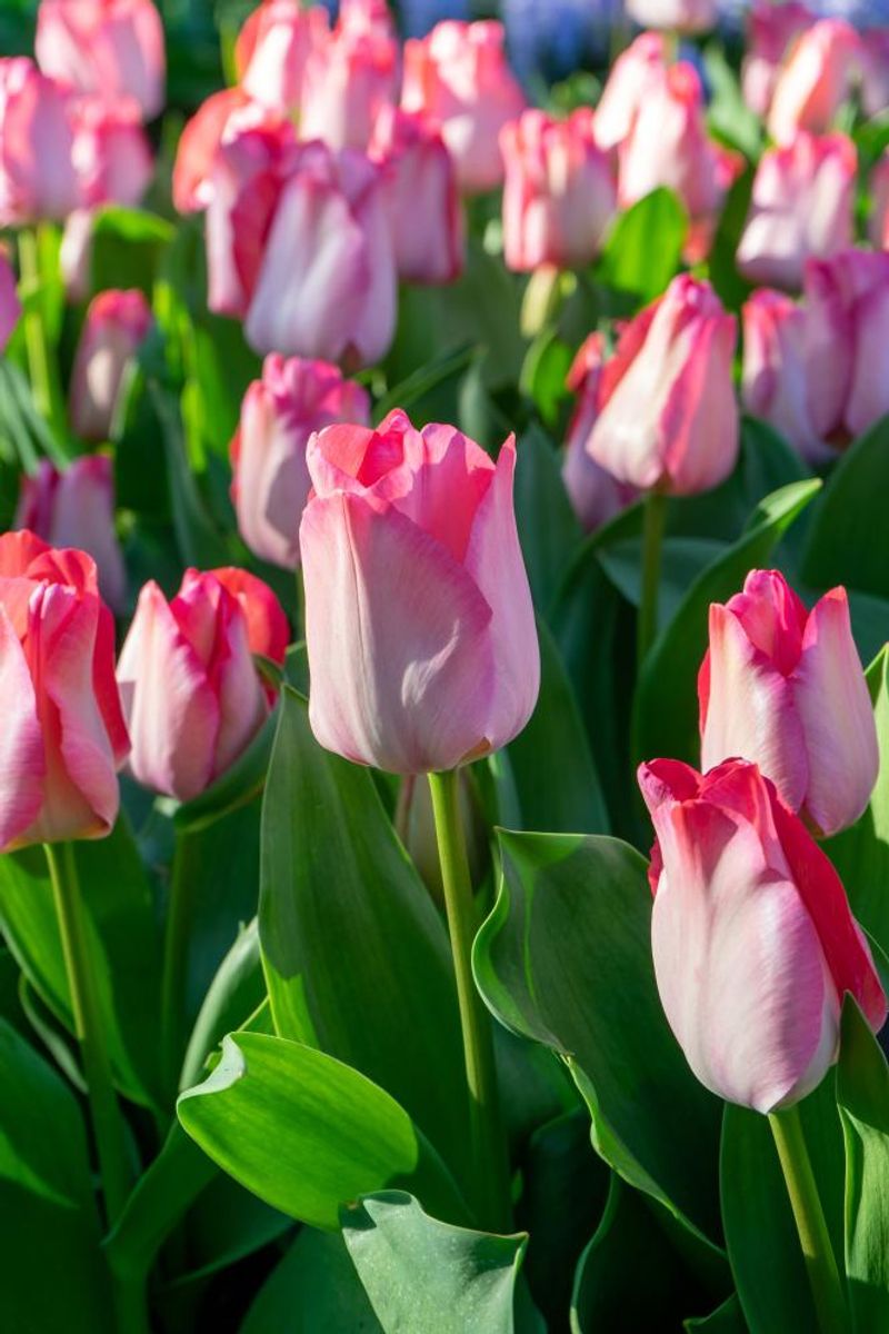 Tulipan Pink sound 5stk Nyhet