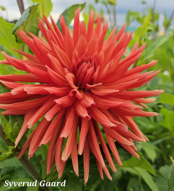 Hovedbilde Dahlia Autumn Orange Nyhet 2027