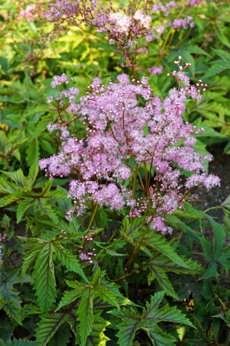 Filipendula Red Umbrellas 1 stykk 