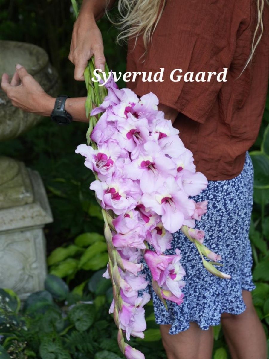 Gladiolus Desoto 10 stykk 