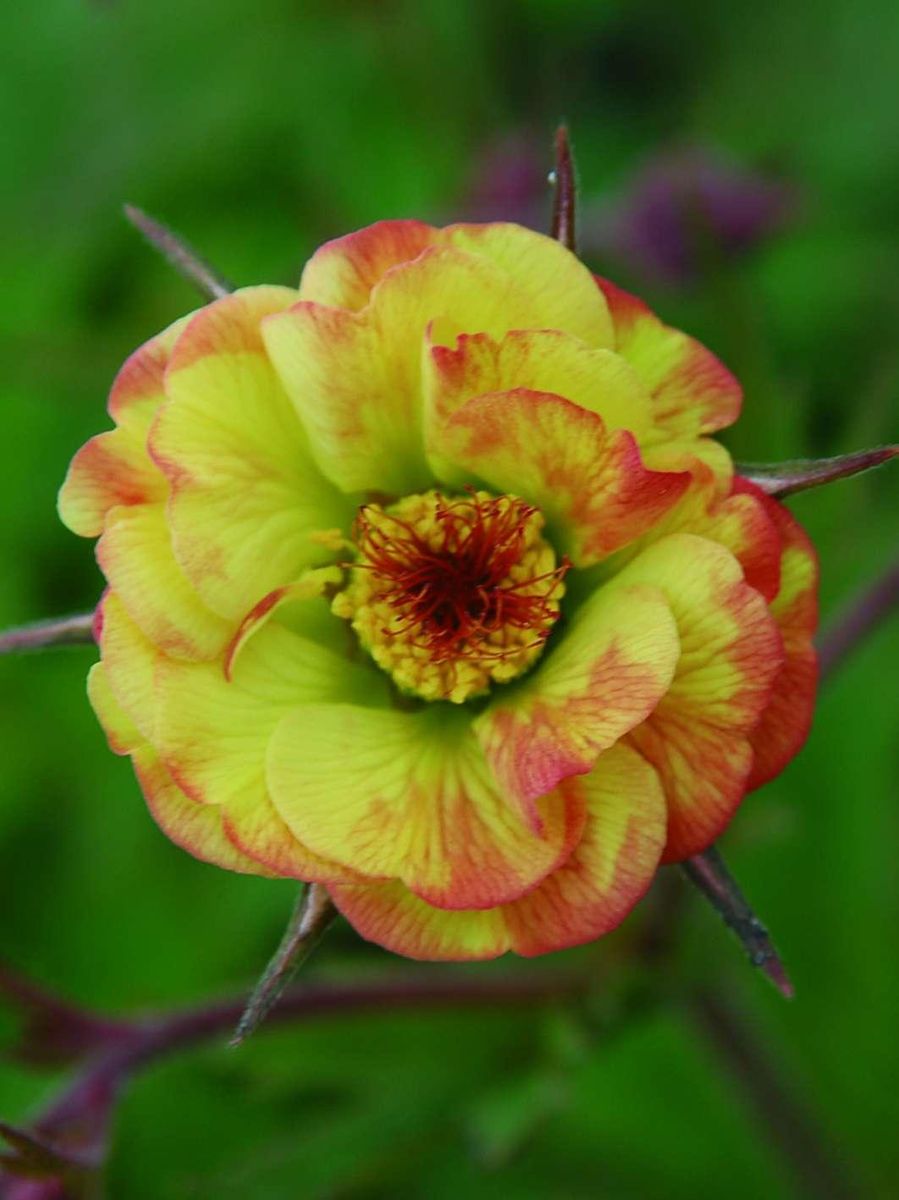 Geum Tequila Sunrise  Nyhet