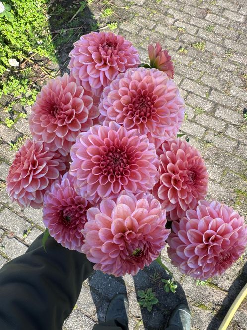 Hovedbilde Dahlia Bazuin Ymke Nyhet 2027