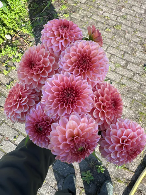Hovedbilde Dahlia Bazuin Ymke Nyhet 2027