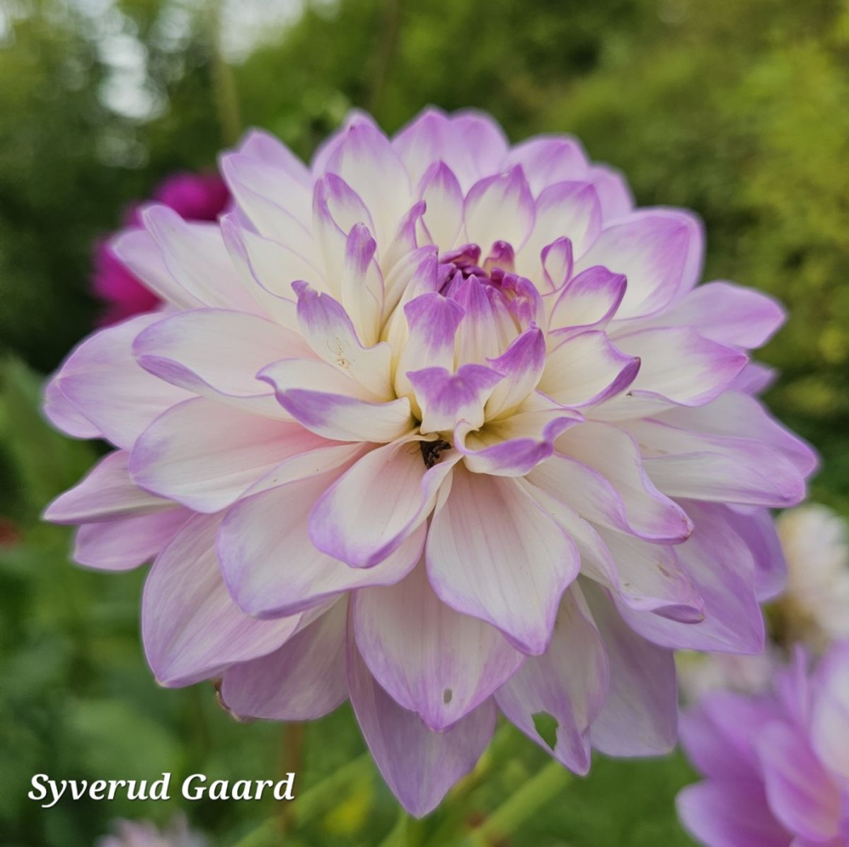 Dahlia Blue Wish Nyhet 2026