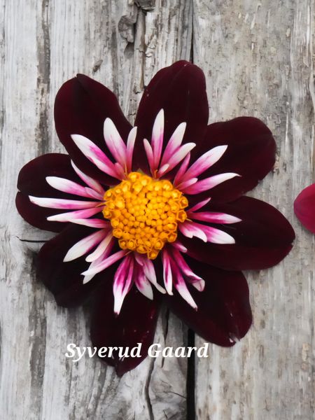 Hovedbilde Dahlia Night Butterfly 