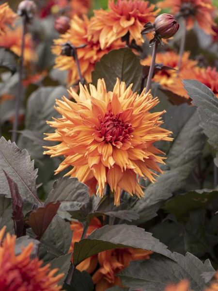 Hovedbilde Dahlia Iron In The Fire Nyhet 2026