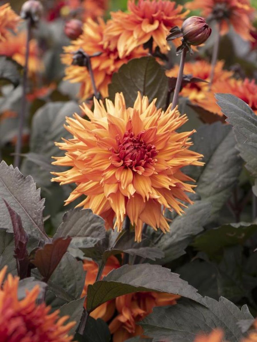 Dahlia Iron In The Fire Nyhet 2026