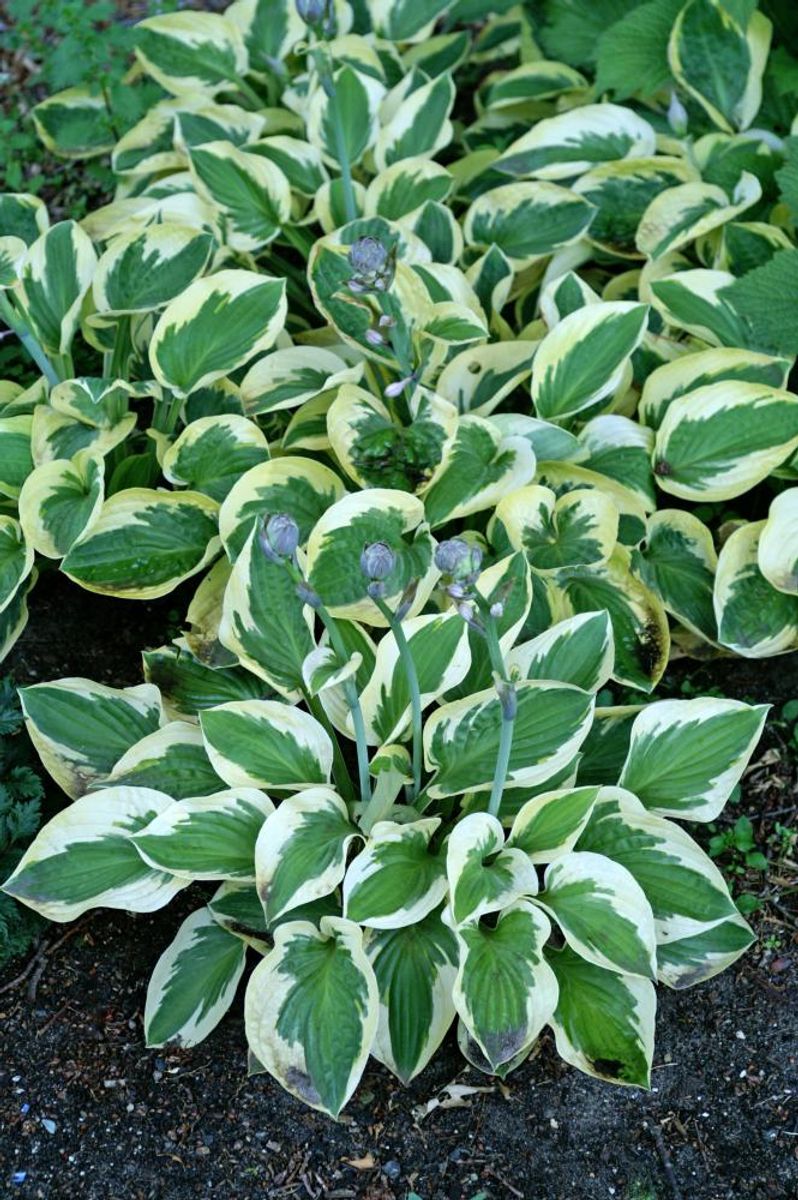 Hosta Brim Cup 1 stykk 