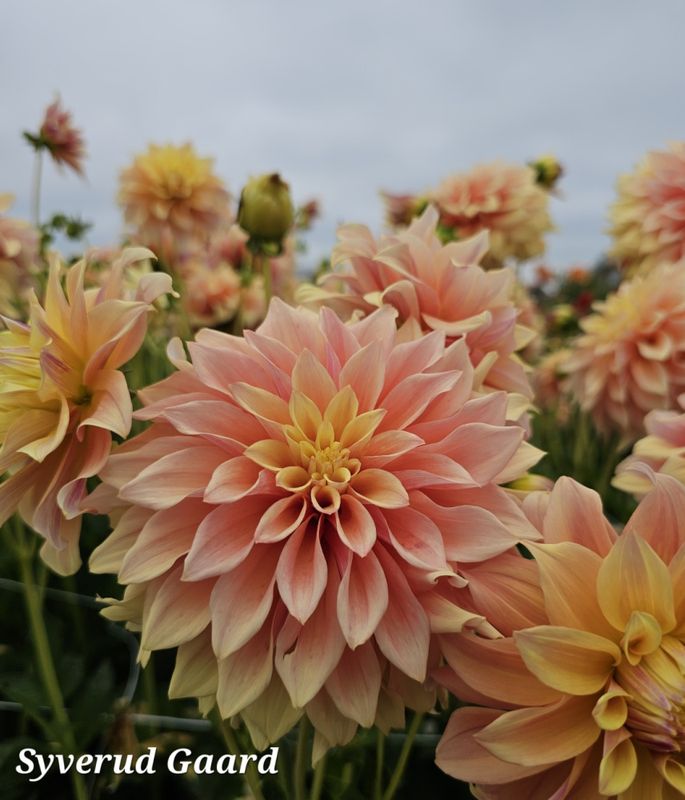 Dahlia Tyrell 