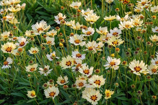 Hovedbilde Coreopsis Solar Moon 1stykk Nyhet