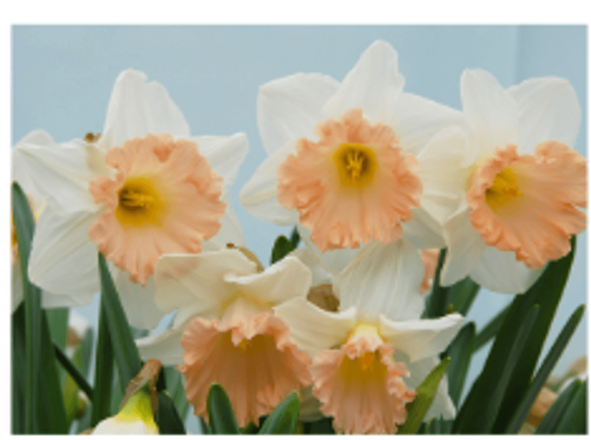 Narcissus British Gamble 5 stykk