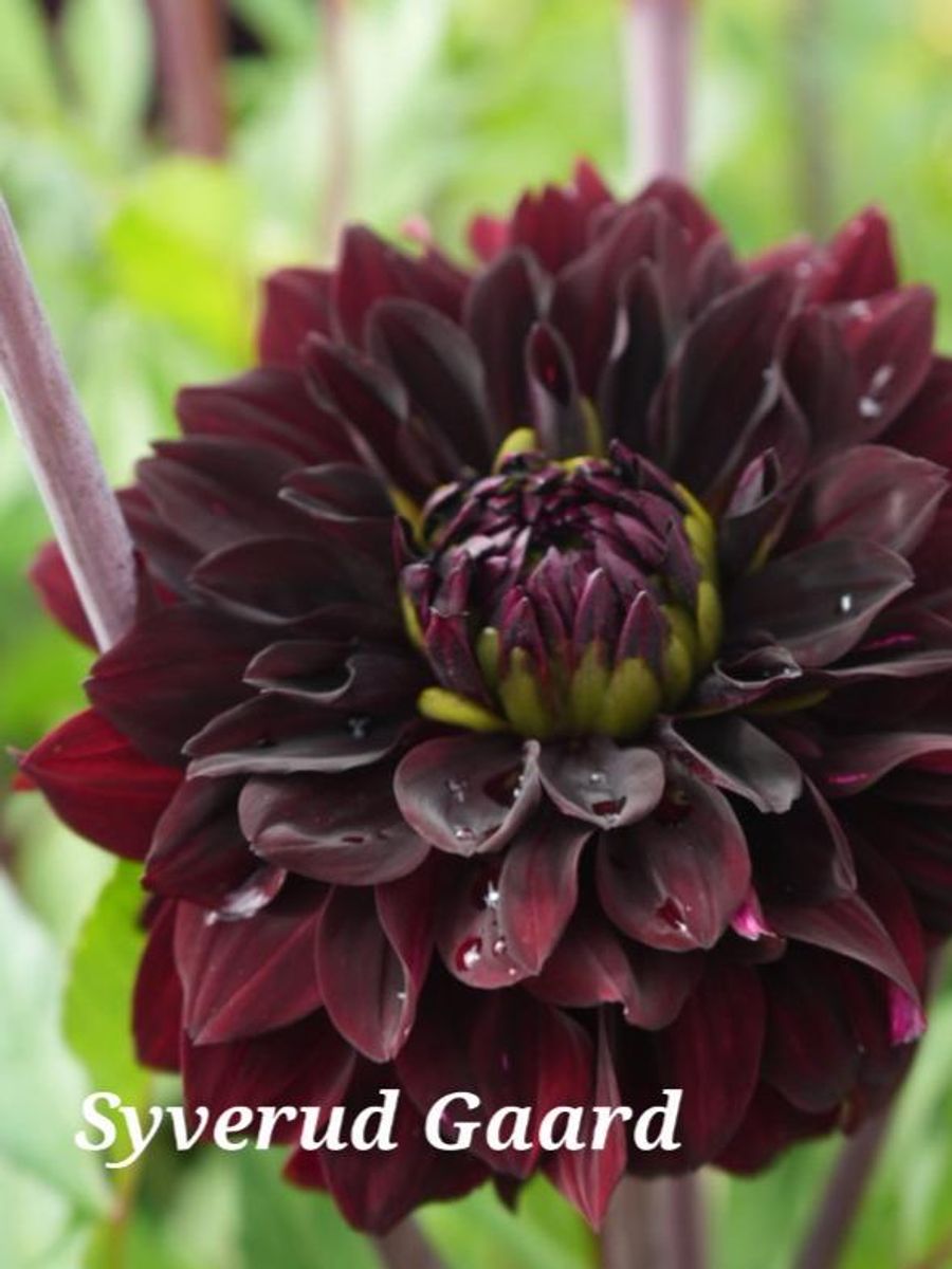 Dahlia Sturm Dark Pearl Nyhet 2026