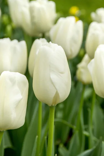 Hovedbilde Tulipan White Clouds 5 stykk 