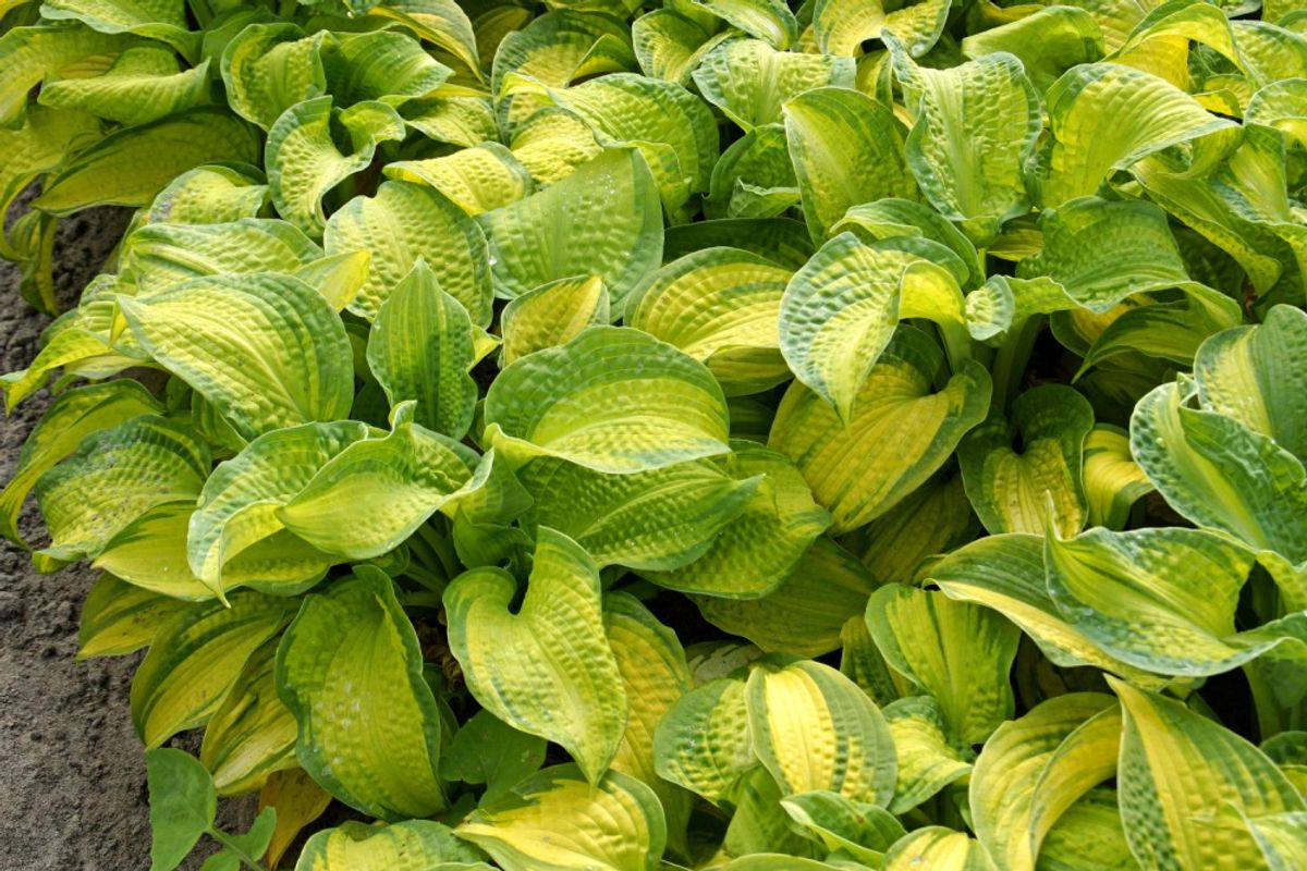 Hosta Brother Stefan 1 stykk