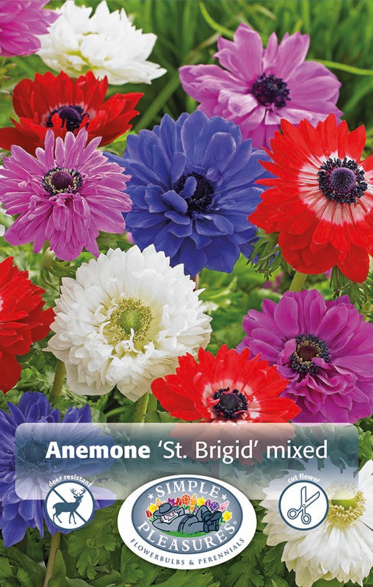 Anemone St Brigid mix 15 stykk 