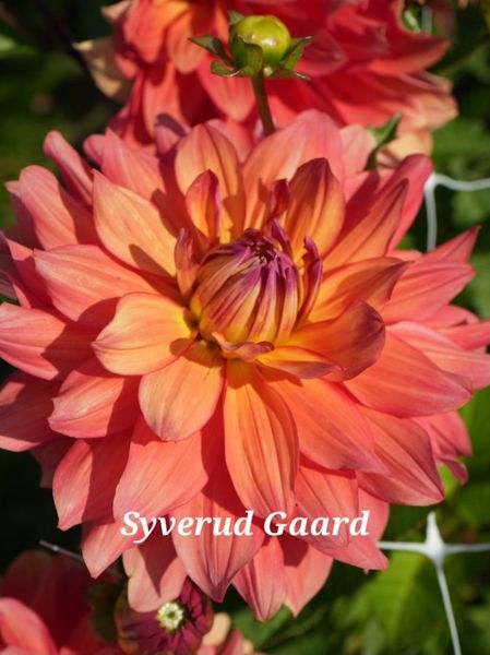 Hovedbilde Dahlia Titan Lighthouse/spectra Nyhet 2026