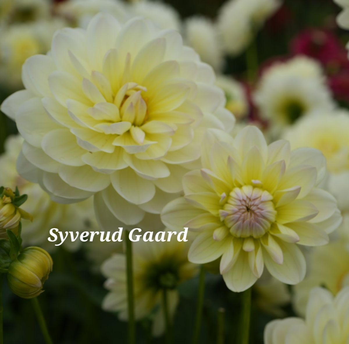Dahlia Sandia Serenity Nyhet 2026