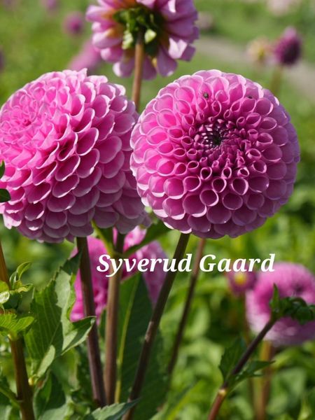 Hovedbilde Dahlia Sir Richard Nyhet 2026