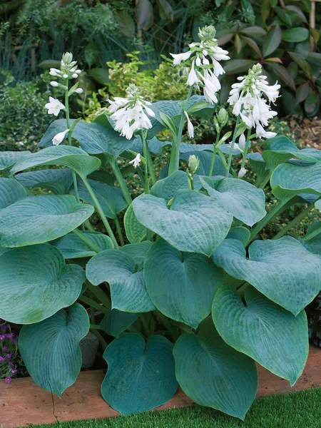 Hovedbilde Hosta Bressingham Blue 1 stykk Nyhet