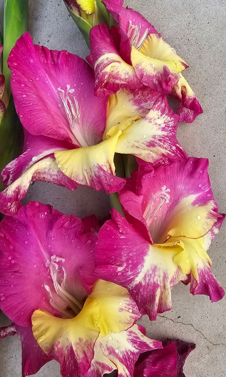 Gladiolus Stereo 7 stykk 